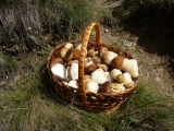 Micología - Boletus Edulis